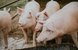 Wens’ view: little chance for Chinese pig farming giants to go bankrupt in the next 1-2 years