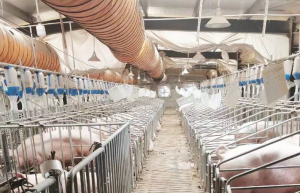 Zhengbang to terminate 22 pig-raising projects with a balance of over CNY 3.6 billion ($534.20 million)