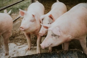 Wens’ view: little chance for Chinese pig farming giants to go bankrupt in the next 1-2 years