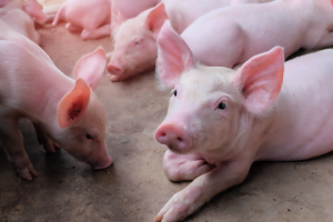 New Hope: Pig business transferred from rapid expansion to steady operation – what’s new?