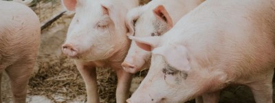 Wens’ view: little chance for Chinese pig farming giants to go bankrupt in the next 1-2 years