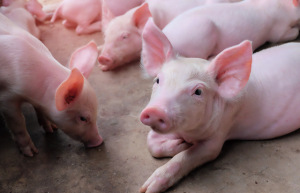 New Hope: Pig business transferred from rapid expansion to steady operation – what’s new?
