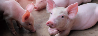 New Hope: Pig business transferred from rapid expansion to steady operation – what’s new?
