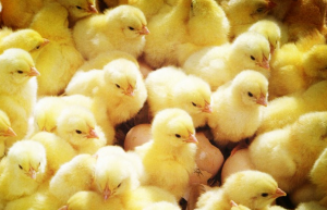 Yisheng – China’s largest supplier of broiler chicks, to expand pig breeding in later stage