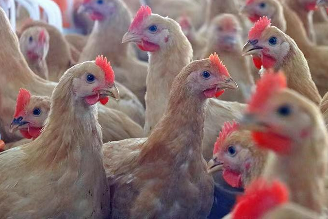 China broiler breeders hit new highs in 2025, deepening oversupply pressure